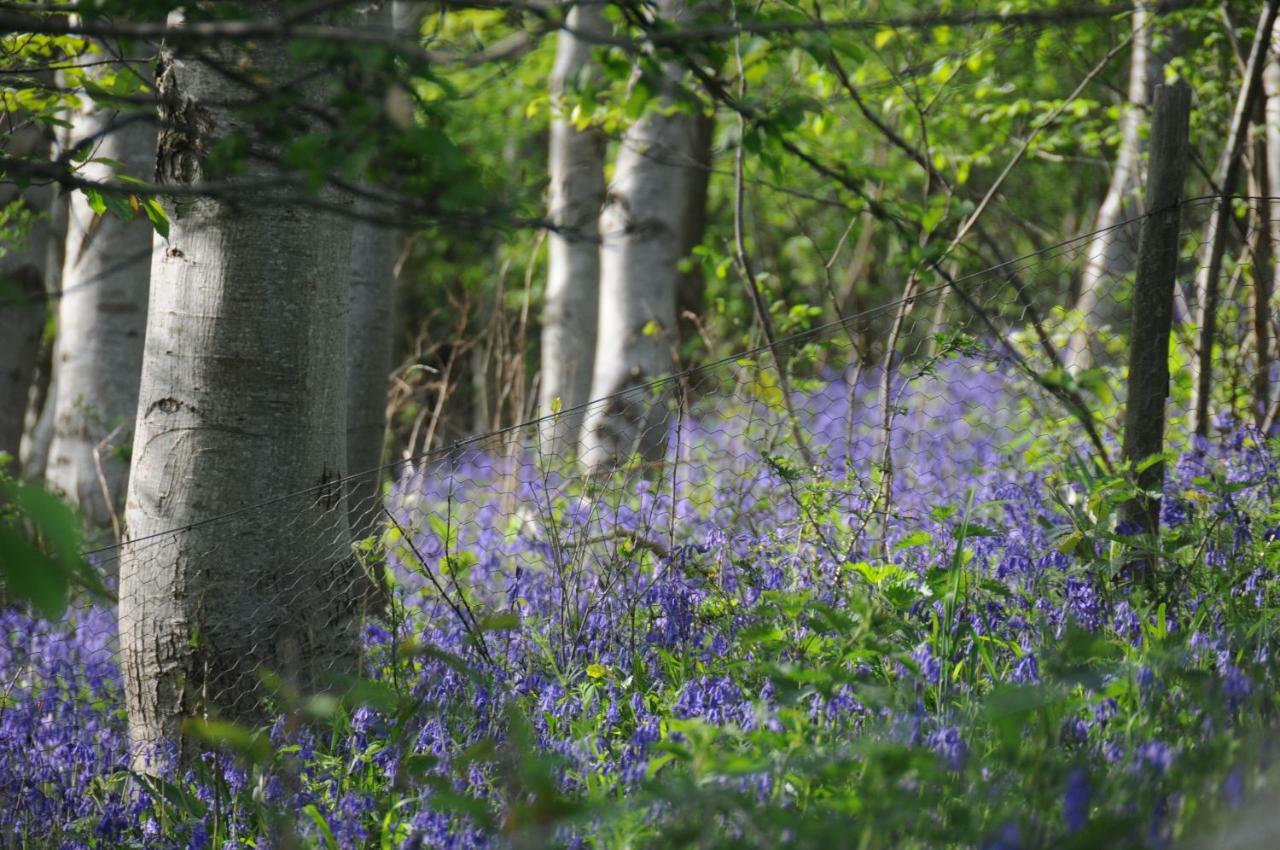 Buttercup Glamping Pod Hotel Cheltenham Buitenkant foto